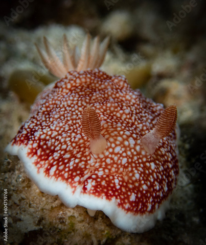 Nudibranch (𝘎𝘰𝘯𝘪𝘰𝘣𝘳𝘢𝘯𝘤𝘩𝘶𝘴 𝘳𝘦𝘵𝘪𝘤𝘶𝘭𝘢𝘵𝘶𝘴)
Shot in Anilao, Batangas, Philippines 