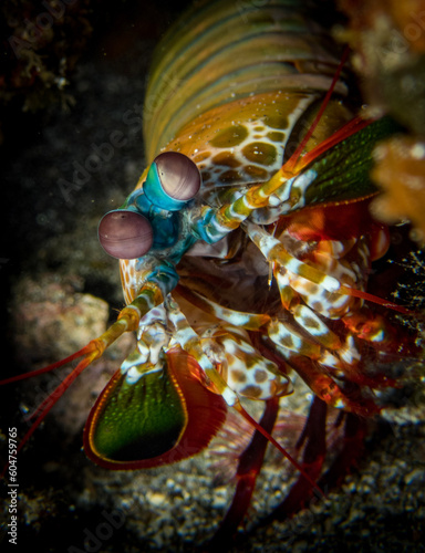Peacock mantis shrimp (Odontodactylus scyllarus) in Anilao, Batangas, Philippines