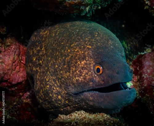 Giant Moray eel (𝘎𝘺𝘮𝘯𝘰𝘵𝘩𝘰𝘳𝘢𝘹 𝘫𝘢𝘷𝘢𝘯𝘪𝘤𝘶𝘴)
 Shot in Anilao, Batangas, Philippines 