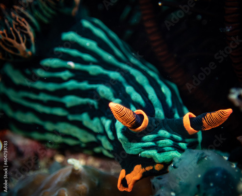 Nudibranch (𝘕𝘦𝘮𝘣𝘳𝘰𝘵𝘩𝘢 𝘬𝘶𝘣𝘢𝘳𝘺𝘢𝘯𝘢)
Shot in Puerto Galera, Oriental Mindoro, Philippines 