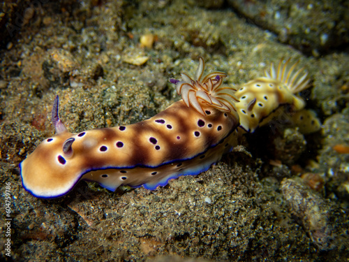 Nudibranch (𝘎𝘰𝘯𝘪𝘰𝘣𝘳𝘢𝘯𝘤𝘩𝘶𝘴 𝘬𝘶𝘯𝘪𝘦𝘪)
Shot in Anilao, Batangas, Philippines 