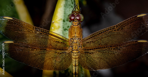 dragonfly close up