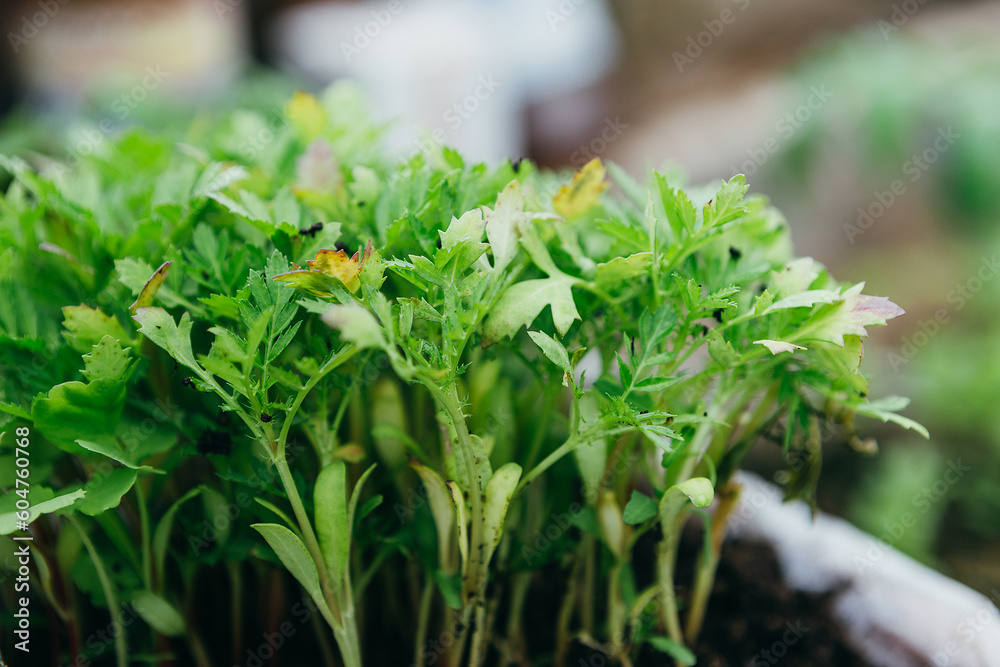 Growing seedlings of flowers in greenhouse. Marigold sprouts in seedling box. Spring garden work, home gardening. High quality photo. 20 may 2023. Russia Growing seedlings of flowers in greenhouse. Marigold sprouts in seedling box. Spring garden work, home gardening. High quality photo. 20 may 2023. Russia