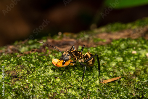 Golden Camponotus sericeiventris ant photo