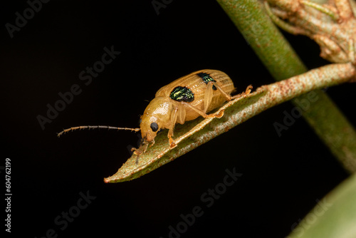 yellow and black dots weevil © Andres