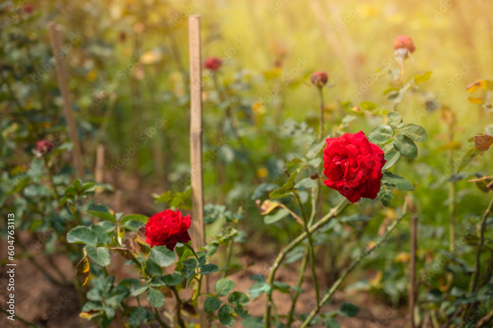Red rose in the morning garden with sunlight. Red rose in the morning garden with sunlight.