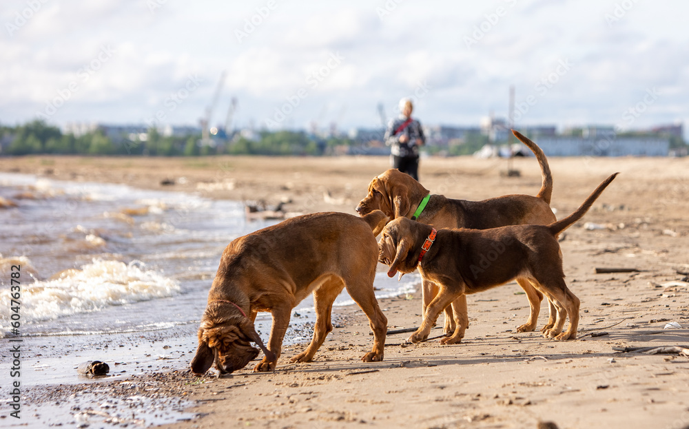 Three brown bloodhounds walk near the river on the sand Three brown bloodhounds walk near the river on the sand