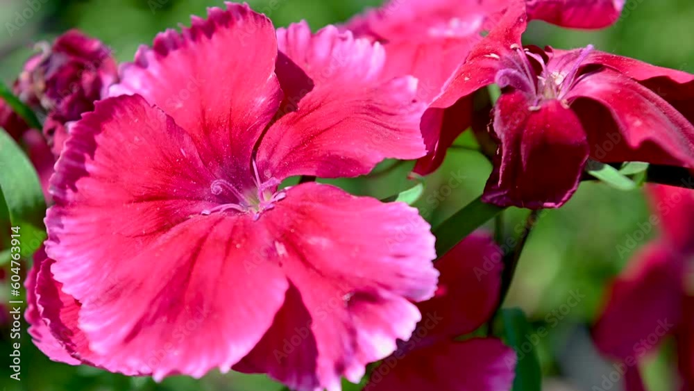 Red Turkish carnation flower with a green leaves on background Red Turkish carnation flower with a green leaves on background