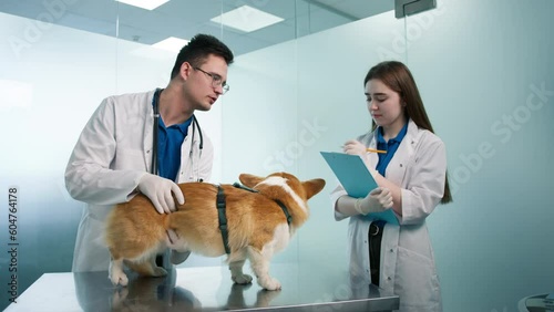 Slow motion of female vet nurse writing notes given by professional veterinarian palpating Corgi dog abdominal cavity and neck throat. Friendly calm orange furry pet. Modern veterinary clinic check up