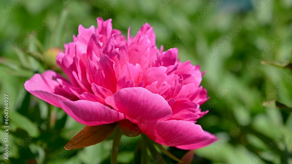 Pink peony flower with a green leaves on background Pink peony flower with a green leaves on background