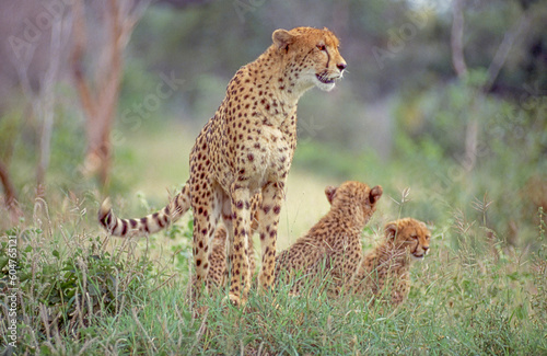 Cheetah With Her Cubs