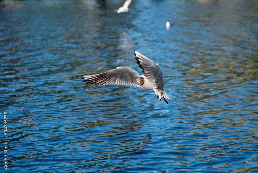 White seagull flies over the surface of the pond White seagull flies over the surface of the pond