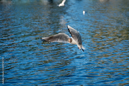 White seagull flies over the surface of the pond