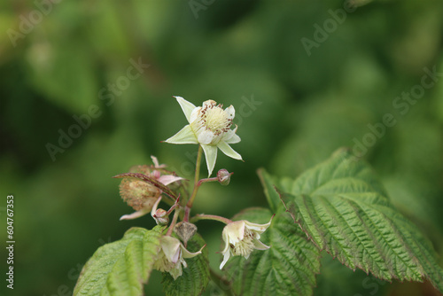 Flowering wild raspberry plant.