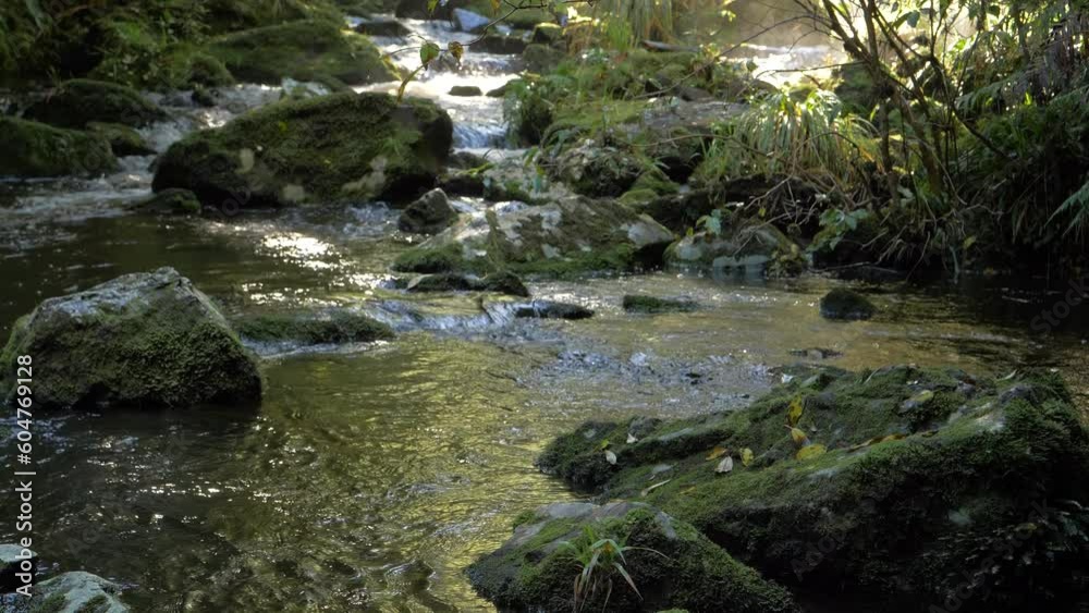 New Zealand stream in pristine native forest outdoor wilderness New Zealand stream in pristine native forest outdoor wilderness