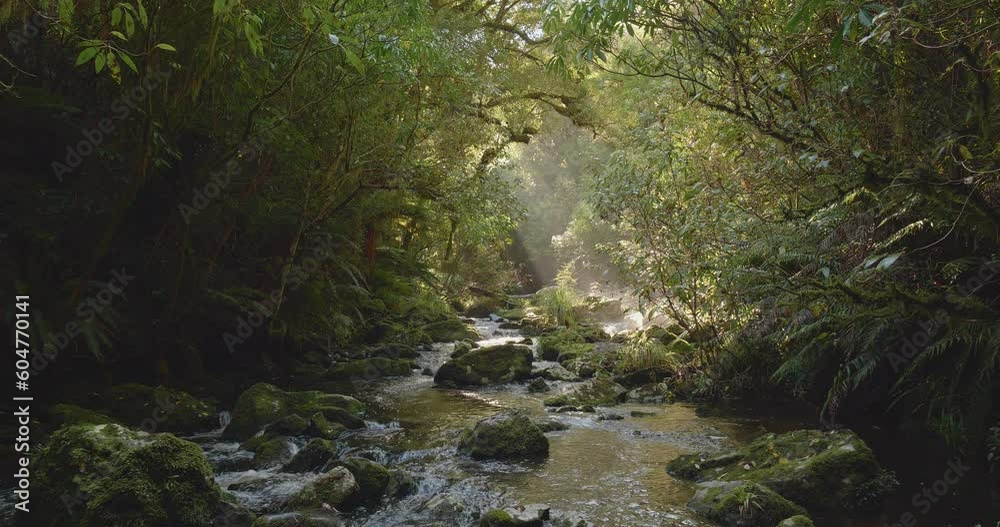 Stream flowing in natural environment temperate forest New Zealand South Island Stream flowing in natural environment temperate forest New Zealand South Island