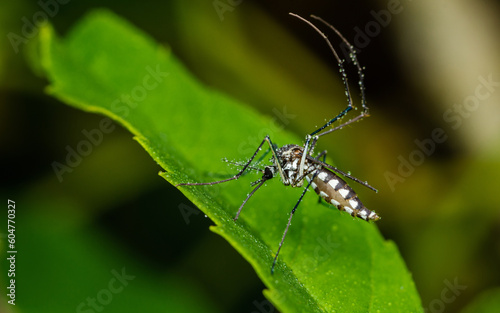 A mosquito perched on a green leaf and water drops, Selective focus, Close up photo of insect. © NuayLub