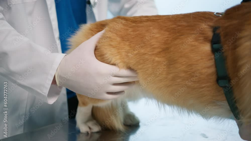 Close up view of abdominal cavity check up for tumor or cancer, male veterinarian palpate orange furry dog pet. Calm pet friend at modern veterinary clinic for check up visit in slow motion Close up view of abdominal cavity check up for tumor or cancer, male veterinarian palpate orange furry dog pet. Calm pet friend at modern veterinary clinic for check up visit in slow motion