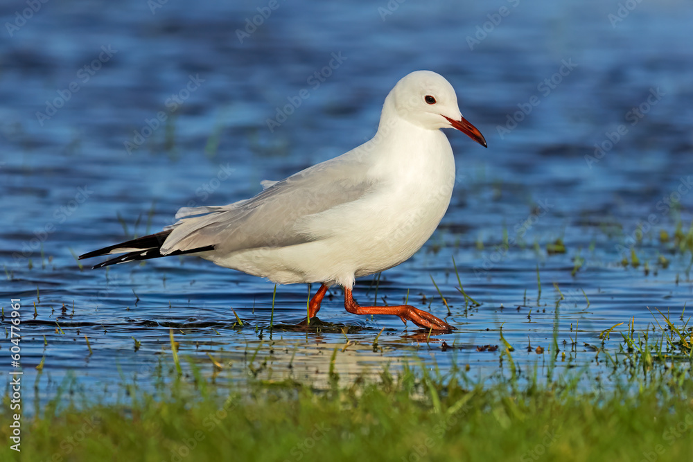 A Hartlaubs gull (Larus hartlaubii) walking in shallow water, South Africa. A Hartlaubs gull (Larus hartlaubii) walking in shallow water, South Africa.