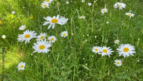 Closeup of Daisy flowers swaying in a breeze.