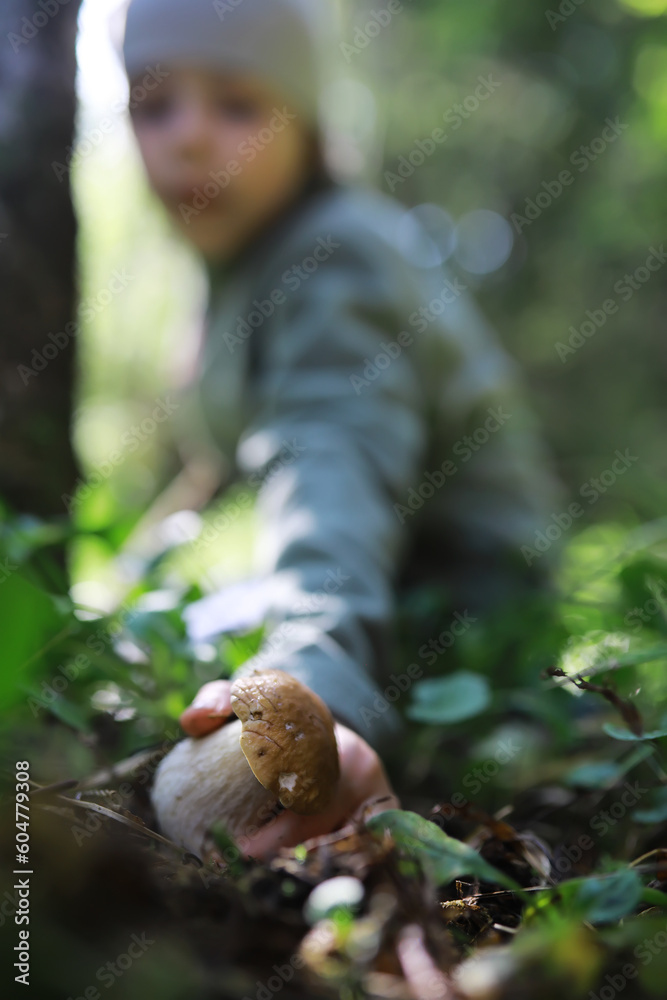 The forester collects mushrooms in the forest. Harvesting wild mushrooms. Hike to the forest park with fly agarics. The forester collects mushrooms in the forest. Harvesting wild mushrooms. Hike to the forest park with fly agarics.