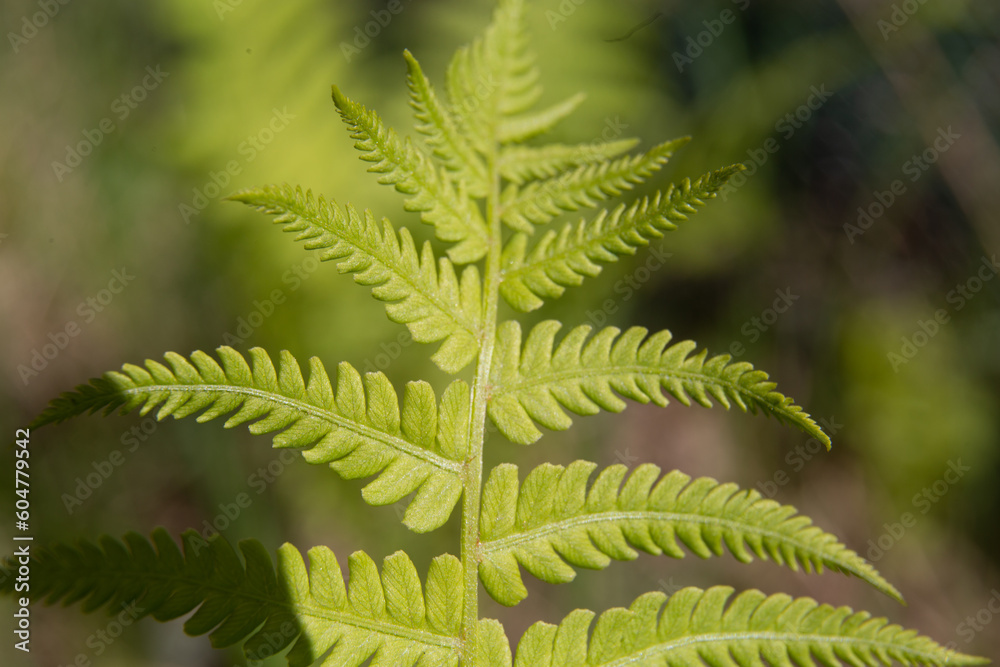 Leaf of fresh fern close-up. Macro photography of plants. Leaf of fresh fern close-up. Macro photography of plants.