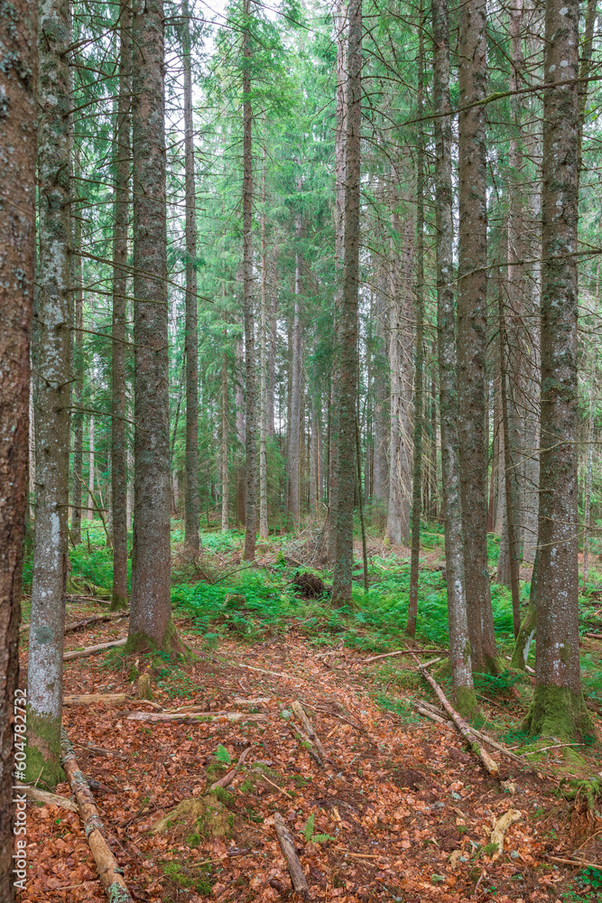 Fototapeta premium Schwarzwald forest in southwestern Germany