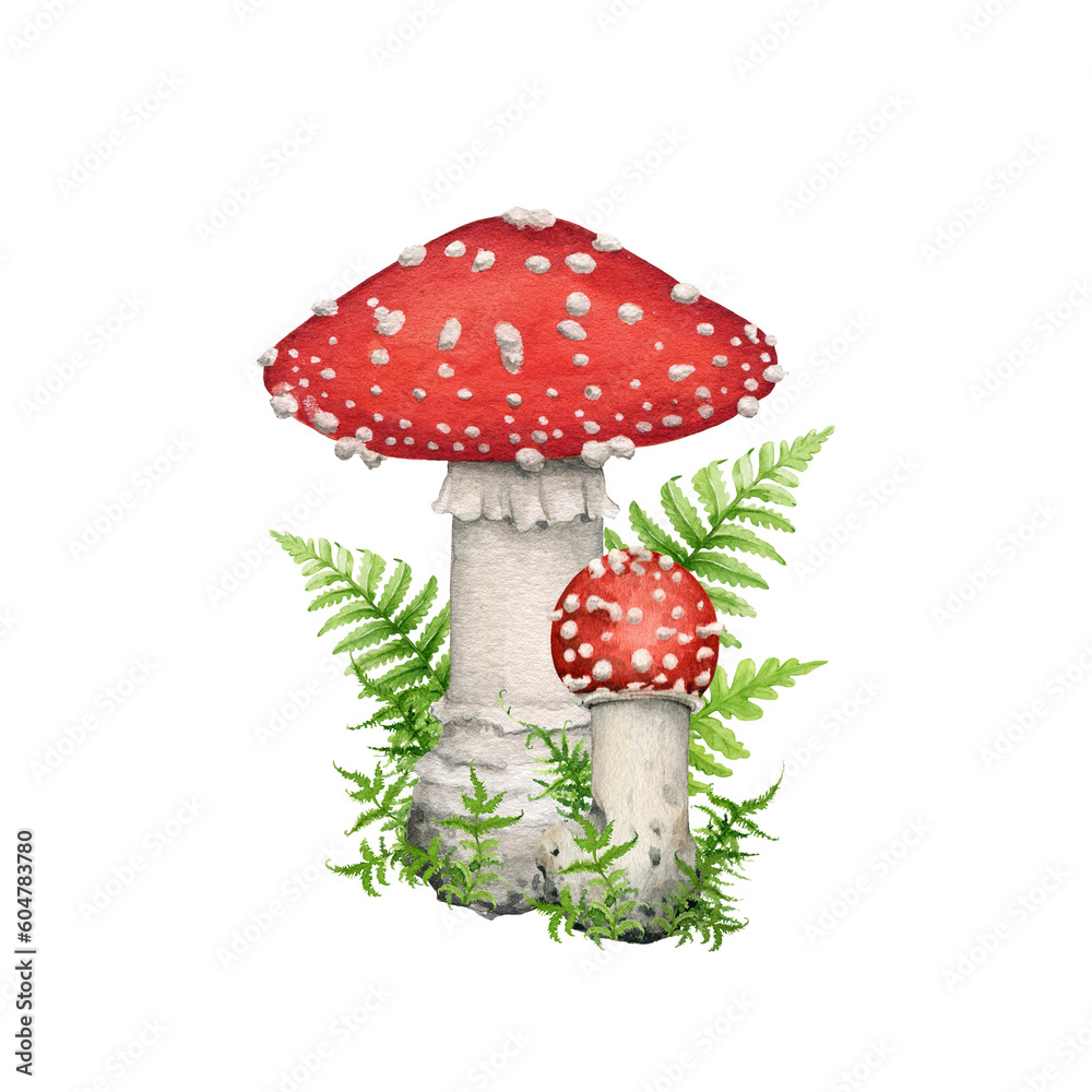 Fly agaric forest mushroom with green moss. Watercolor illustration. Hand drawn fungi amanita muscaria vintage style decor. Group of fly agaric mushrooms with forest herbs. White background