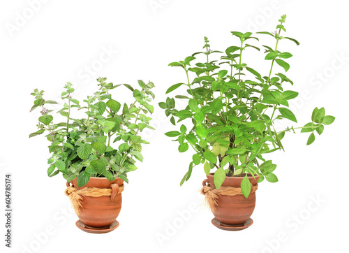 Lemon basil (Hoary basil, Ocimum africanum) and peppermint. Sprigs of Thai lemon basil and peppermint in flowerpots. Lao basil bush and mint in clay flower pot. Isolated on white background photo