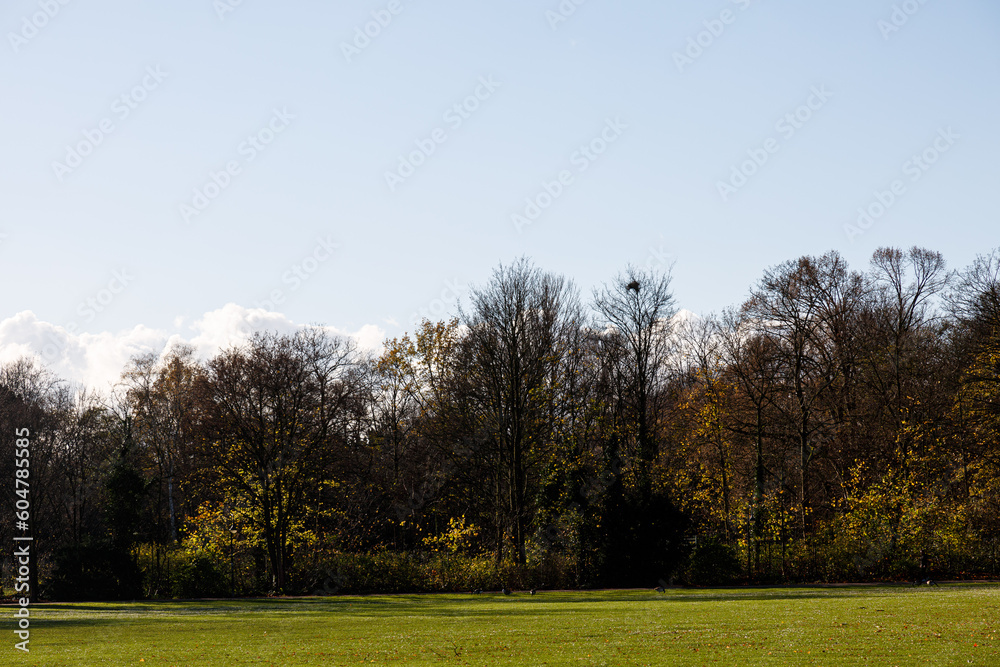 Trees, sky and field in a park Trees, sky and field in a park