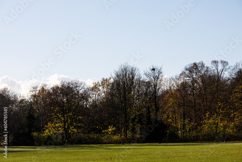 Trees, sky and field in a park © rninov