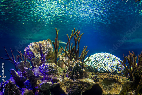 Fototapeta Naklejka Na Ścianę i Meble -  coral reef with fish