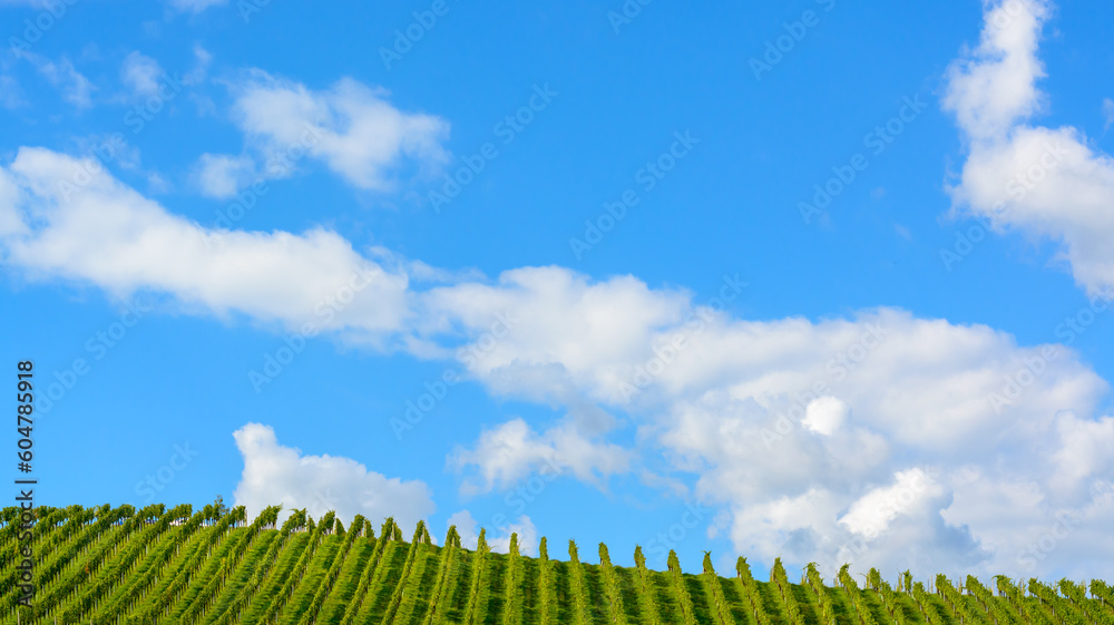 View of blue sky with clouds and vineyard