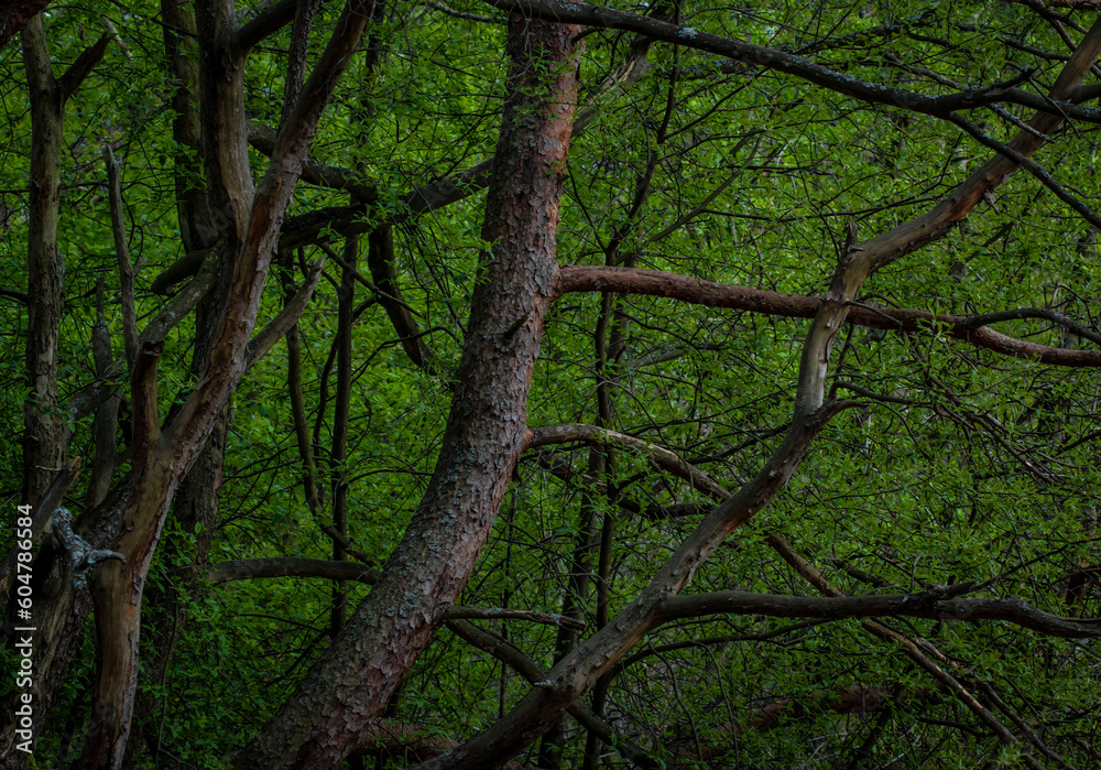Fototapeta premium Green dark night forest tree branches nature background with copy space