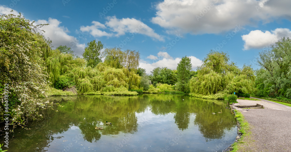 Beautiful wide landscape view of mandarin Duck Pond surrounded by green fresh trees and wildlife in Witham village in the springtime