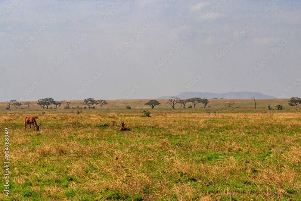 Coke's hartebeest (Alcelaphus buselaphus cokii) or kongoni in Serengeti national park in Tanzania, Africa
