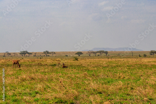 Coke s hartebeest  Alcelaphus buselaphus cokii  or kongoni in Serengeti national park in Tanzania  Africa