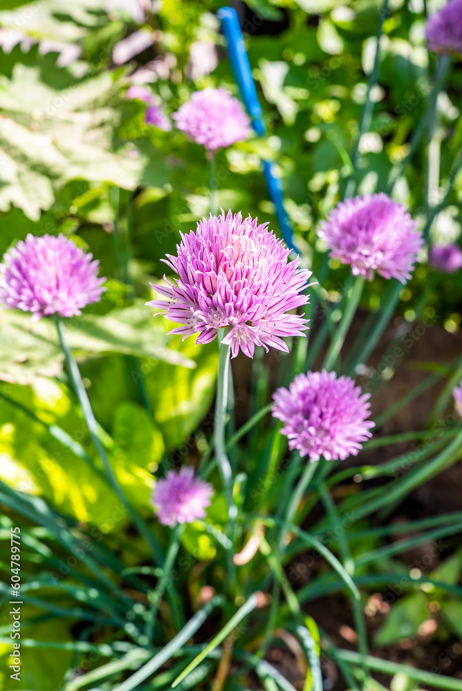 Chive herb flowers on beautiful bokeh background. Chive herb flowers on beautiful bokeh background.