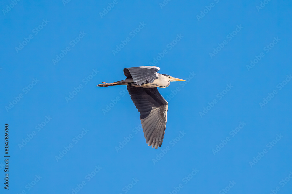 Obraz premium Grey heron flying