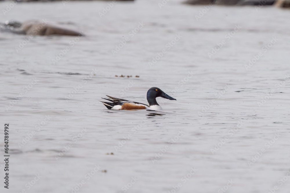 Fototapeta premium Northern shoveler swimming