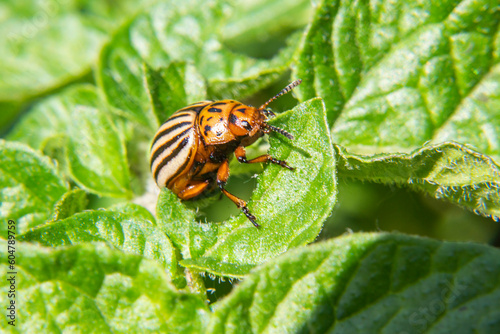 Colorado potato beetle eats potato leaves. close-up.