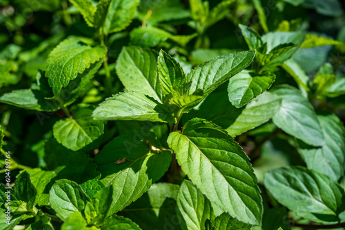 green leaves of mint in the garden. close-up