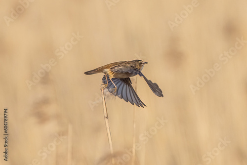 Sedge warbler flying away
