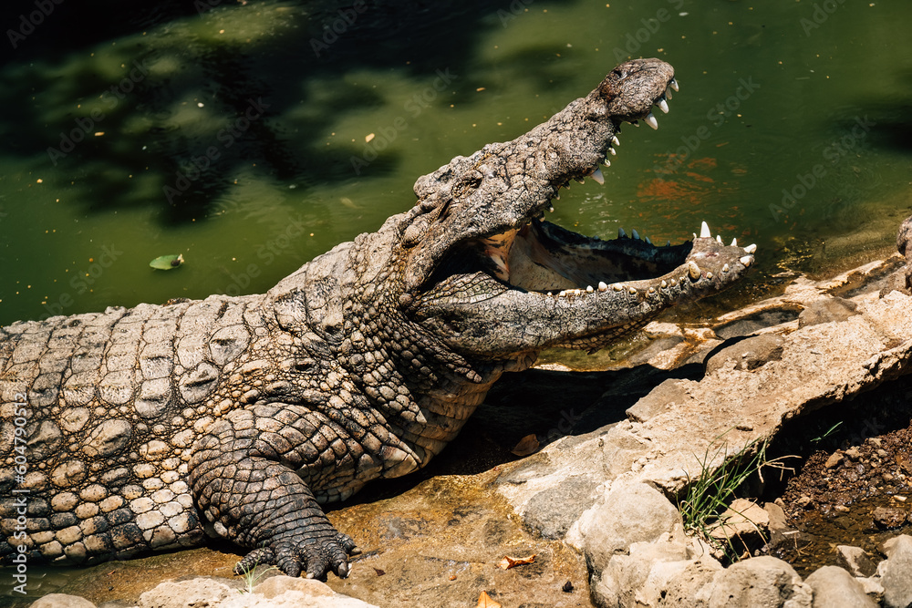 Obraz premium Portrait of Nile crocodile open a huge jaw with big teeth drying a mouth after the good lunch. La Vanille Nature Park zoo on Mauritius island. Beauty in Nature concept photo.