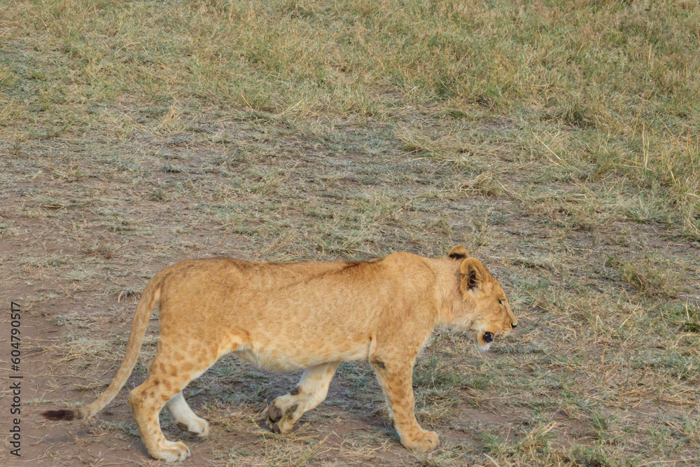 Lion cub (Panthera leo) walking in savannah in Serengeti national park, Tanzania Lion cub (Panthera leo) walking in savannah in Serengeti national park, Tanzania