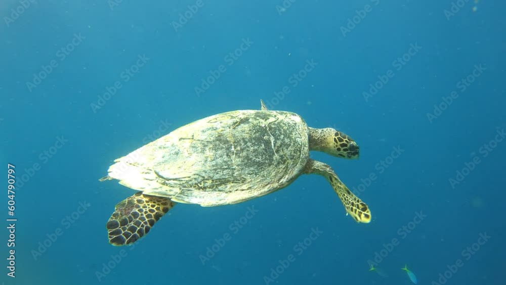 Nature, environment and swimming with turtle in ocean for underwater, summer and tropical adventure. Water, ecology and biodiversity with sea animal in marine habitat for ecosystem, earth and diving Nature, environment and swimming with turtle in ocean for underwater, summer and tropical adventure. Water, ecology and biodiversity with sea animal in marine habitat for ecosystem, earth and diving