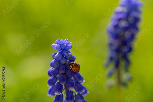 Ladybug on a hyacinth in green nature photo