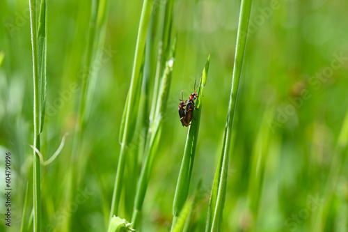 Two soft beetles mating on a blade of grass