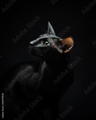 Portrait of a black cat with green eyes and big ears looks up on a black background. Oriental cat in the studio, dark atmospheric photography. Graceful pet on black. High quality vrttical photo © Tatiana