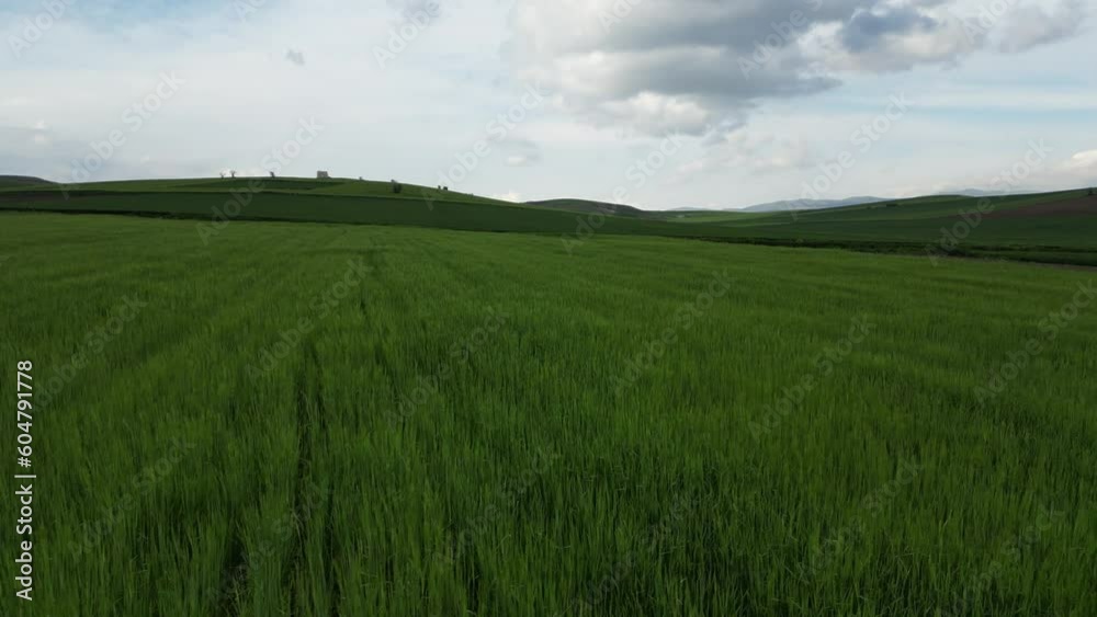 Wheat field shooting in wide field with drone. 4K 60Fps Video. Grassland harvest sky landscape Wheat field shooting in wide field with drone. 4K 60Fps Video. Grassland harvest sky landscape